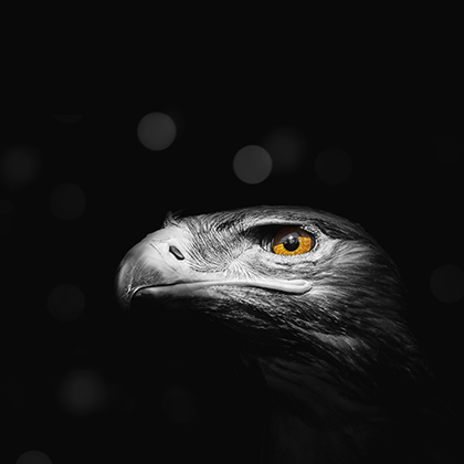 Eagle 420